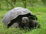 Galapagos 5-2-03 Santa Cruz Highlands Tortoise Reserve Tortoise Although the walk around the Tortoise Reserve can take up to an hour, we saw them everywhere. The tortoises on Santa Cruz have dome-shaped shells.